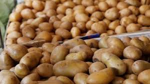 البطاطا المصرية تؤرق مزارعي عكّار مجدّداً (نداء الوطن) - OTV Lebanon