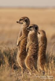 Makgadikgadi Pans Botswana Meerkats Africa Africa Wildlife African Wildlife African Animals