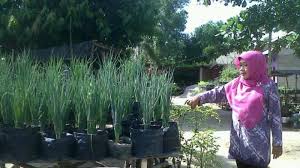 Namun, tidak sedikit orang beranggapan menanam sayur merupakan hal yang ribet dan memerlukan waktu yang lama. Mukinah Bimbing Kelompok Wanita Tani Pelangi Budidaya Sayuran Polybag Di Bangka Bangka Pos