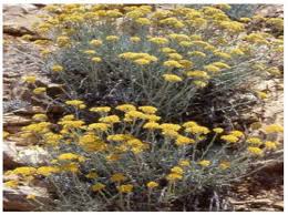 Image result for Helichrysum aureum