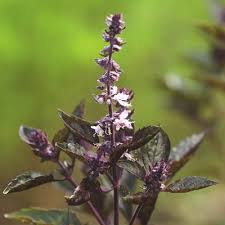 Image result for Ocimum angustifolium