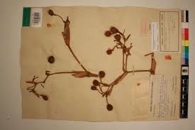 Image result for Sarcophrynium prionogonium