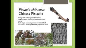 Brilliant yellow leaves may grace the tree in autumn. Pistacia Chinensis Youtube