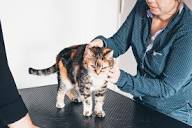 L'ostéopathie animale au service du bien être de vos chats ...