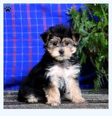 Get healthy pups from responsible and professional breeders at puppyspot. Morkie Puppies For Sale Keep It Simple And Stupid Dog Breed