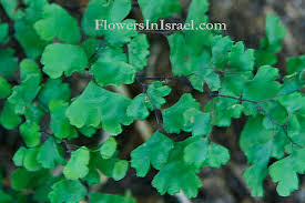 Image result for Adiantaceae