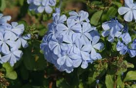 The best hardy perennial flowers for your garden landscaping. Plumbago Central Texas Gardener
