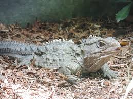 Check spelling or type a new query. Tuatara Plaz Novy Zeland Nz Jesterka Priroda Zvire Volne Zijicich Zivocichu Domorodych Vodni Drak Vzacny Pikist