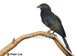 Berisi suara burun anis, branjangan, ciblek, cucak ijo, cendet, kacer, kolibri, murai batu, lovebird, pleci, sirtu, trucukan dll. Burung Bubut Jawa Yang Makin Langka Om Kicau