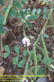 Image result for Tephrosia polystachya