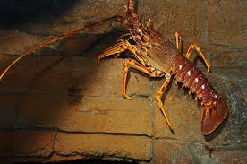 Image result for Palinurus elephas