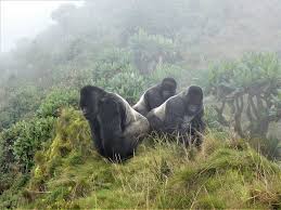 Check spelling or type a new query. Band Of Gorillas Has Three Silverback Brothers With A Stunning Bond