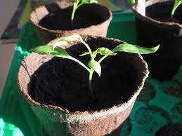 615 likes · 11 talking about this. Das Gartenjahr 2011 Hat Begonnen Chilis Pikieren Biobalkon