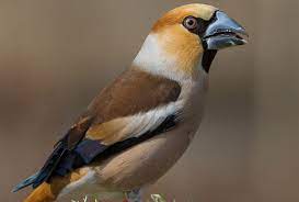 die 25 haufigsten wintervogel lbv gemeinsam bayerns natur schutzen lbv vogel schone vogel kernbeisser
