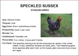 Black And White Speckled Chicken Name Chicken Breeds Speckled Sussex Chicken Breeds Sussex Chicken Pet Chickens