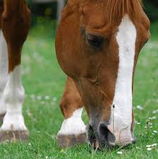 Your horse requires vitamin e supplements in it's daily source. Do Horses Need Vitamin E Why What And How Much