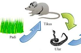 Rantai makanan adalah sebuah peristiwa makan dan juga dapat dimakan antara sesama makhluk terlihat pada gambar bahwa yang akan bertindak sebagai produsen merupakan bungan dan juga sawi. Rantai Makanan Rantai Makanan Tikus