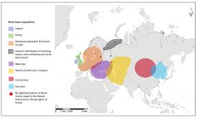 Distribution Of Native Mute Swan Populations From Birdlife Download Scientific Diagram Over 113 mute swan pictures to choose from, with no signup needed. native mute swan populations
