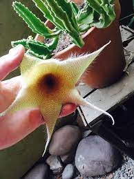 My Star Of David Plant Aka Corpse Flower Bloomed This Plant Is Scarce But It Never Fails To Bloom Around October Every Year My Suc Suculentas Cactus Crasas
