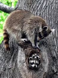 We did not find results for: If My Dog Ever Gets Into A Fight With A Raccoon What Is The Safest Way To Separate Them Quora