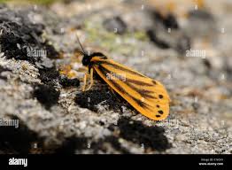 Image result for Setina roscida