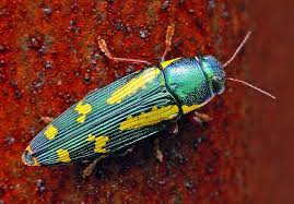Red Legged Metallic Wood Boring Beetle Buprestis Rufipes Macro Photography Insects Cool Insects Bugs And Insects