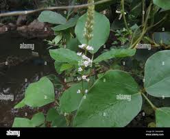 Image result for Neonotonia wightii