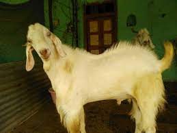 Sojat goat breeder information स जत बकर ब र ड ग क ल ए. 1 5 Year White Sojat Goat Bakra Meat 75kg Rs 35000 Unit Anuradha Farm Id 22451668197