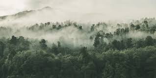 While kayaking on lake memphremagog, the author crossed the us border into canada (credit: How Many Trees Are In The World 2021 Updated List