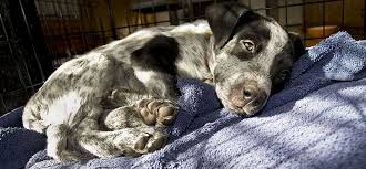 Shop.alwaysreview.com has been visited by 1m+ users in the past month 9 Diy Homemade Dog Crate Covers Playbarkrun