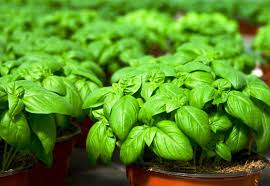 تفسير حلم رؤية نبات الريحان في المنام لابن سيرين