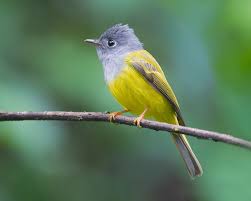 Pin On Bird Species