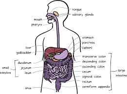 What Is Celiac Disease Artykul Khan Academy