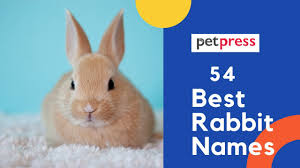 Cat lovers like us know that cats. Rabbit Names The 700 Most Popular Bunny Names Petpress