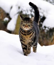 Catnip is a natural herb from the mint family. Eelpaw Cats Of The Clans Oc Wiki Fandom