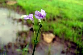 Image result for Dopatrium