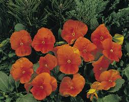 Image result for Viola x wittrockiana `Hiemalis`