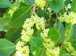 Image result for Maytenus undata