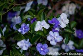 Image result for Brunfelsia australis
