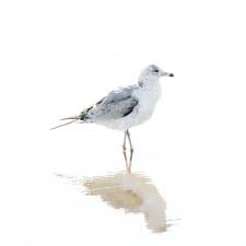 Image result for seagull