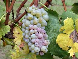 Image result for Lobesia botrana grapevine