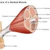 Maximus ilium, sacrum, coccyx and lumbodorsal fascia iliotibial tract and femur extension and lateral rotation at the hip. 1