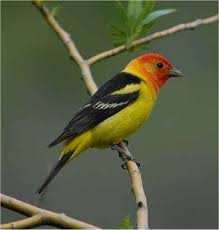 Le Piranga A Tete Rouge Animal Domestique La Vie Sauvage Animaux