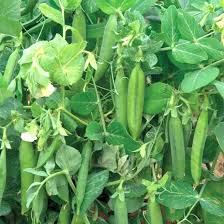 Growing peas in your garden is one of the easiest things you can do in your garden. Minter Try Growing Peas In Your Garden Lmp Lower Mainland Papers