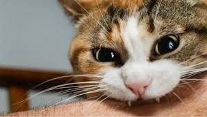 Image result for Cat Bite