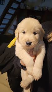 Bueno después de mucha investigación, Consultas, Veterinario, Historia,  Redes Sociales. etc... 🎀 El primer Golden con una mancha negra Famoso vive  en Texas y tiene su propio Instagram Enzo Viola...🎀💞 Uno en