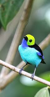 Paradise Tanager Tangara Chilensis Rengarenk Kuslar Guzel Kuslar Ve Cennetkusu