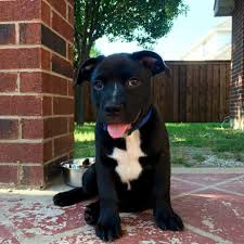 A lab german shepherd mix does not have a. Fakten Zum Labrador Australischer Schaferhund Mix Hunde Zentrale