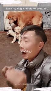 Thank you for your attention. Dogs are so alert. #fyp#foryou #tiktok #Pet  Dog#