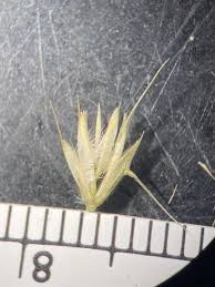 Image result for Ctenium